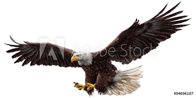 Afbeeldingen van Bald eagle flying draw and paint on white background vector illustration